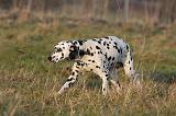 DALMATIEN 446